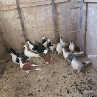 کفتررنگه|پرنده|مشهد, نیزه|دیوار
