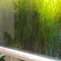 گیاه گندومی|ماهی|اصفهان, قهاب جنوبی|دیوار