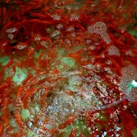 انواع ماهی قرمز شب عید عمده