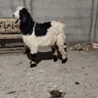 بزغاله نر بز