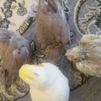 عروس هلندی