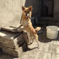 سگ پامرروباهی ماده رنگ نسکافه ای