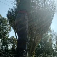 خدمات|خدمات باغبانی و درختکاری|اراک, |دیوار