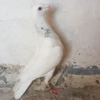کبوتر سار