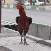 خروس لاری یا هراتی