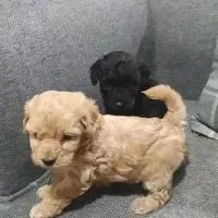 سگ پودل ماده به همراه توله