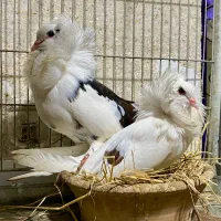 جفت کبوتر شامپیون