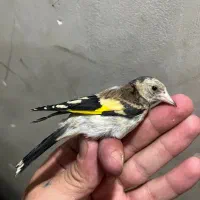 جوجه سهره نر