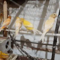 پنج عدد قناری آماده وسالم یکساله