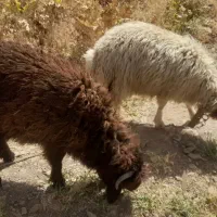 ۲تا بره یکی نر و یکی ماده چاق و سرحال