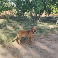 سن سگ|سگ|کشکسرای, |دیوار
