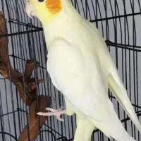 عروسهلندی|پرنده|بوئین زهرا, |دیوار