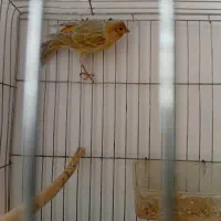 تعدادی قناری