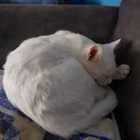 گربه سفید نژاد میکس