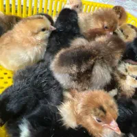 جوجه محلی دونه ای ۹۸تومن
