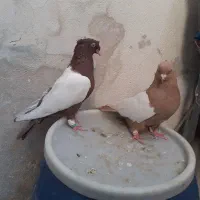 سینه دوکاکله|پرنده|شیراز, بازار|دیوار