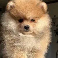 واگذاری خرسی پامر