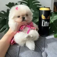 تخفیف های ویژه