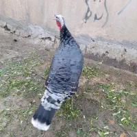 بوقلمون ماده سنگین وزن.|حیوانات مزرعه|کرج, خرمدشت|دیوار