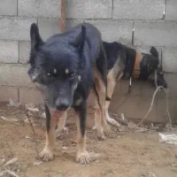 تولها ژرمن کار ۱نر مونده زیرقیمت فوری|سگ|آمل, |دیوار