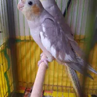 جوجه عروس ،بالغ|پرنده|رشت, نیروی دریایی|دیوار