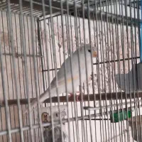 قناری نر کاکلی سفید