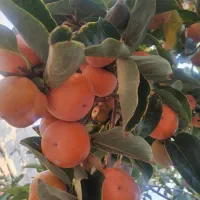خرمالو