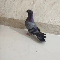 کبوتر باختی گرفتم|پرنده|ایرانشهر, |دیوار