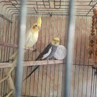 طوطی عروس|پرنده|قائم‌شهر, |دیوار