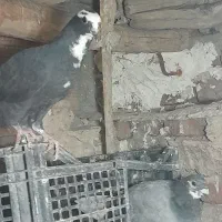 جوجه عرب|پرنده|مراغه, |دیوار