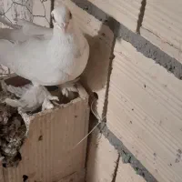 کفتر|پرنده|تبریز, |دیوار