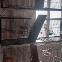 قناری  ۶ جفت