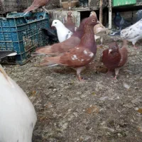 کبوتر تهرانی .انگلیسی و پتی والا بلند پرواز ساعتی|پرنده|مشهد, ایثار|دیوار