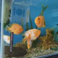 ماهی پرت 3عدد سانتا 2عدد کینگ|ماهی|فردیس, شهرک ناز|دیوار