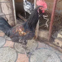 فروشی|حیوانات مزرعه|شیراز, گویم|دیوار