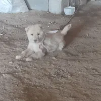 سگه خراسانی نر