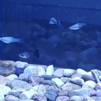 ۵ عدد ماهی گوپی