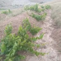 باغ انگور با حق آب ازچشمه شخصی|فروش دفتر صنعتی، کشاورزی، تجاری|ابهر, |دیوار