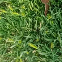 یونجه خورد شده