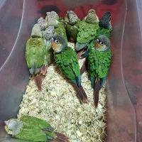 گرینچیک چلوندنی