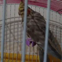 عروس|پرنده|رشت, حومه رشت|دیوار