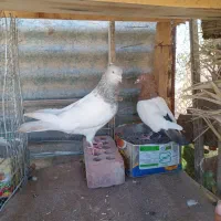 کله الماسی ، سینه ای ، و زرد