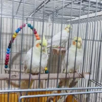 عروس هلندی|پرنده|شاهین‌شهر, نبوت|دیوار