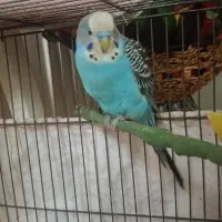 مرغ عشق انگلیسی نر|پرنده|تهران, انبار نفت|دیوار