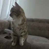 واگزاری گربه