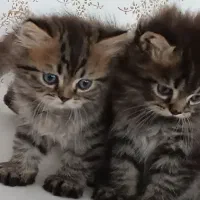 پیش فروش بچه گوربه ۲ماهه نژاد سیبرین