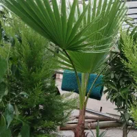 کاج لاوسون و درختچه پالم|گل و گیاه طبیعی|رحیمآباد, |دیوار