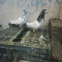 دوجفت نروماده