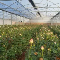 نیازمند کارشناس کشاورزی و اشنا به گلخانه