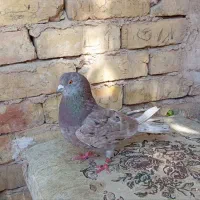 کفتر سرور خال سیاه